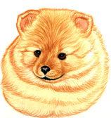 Pomeranian Puppy